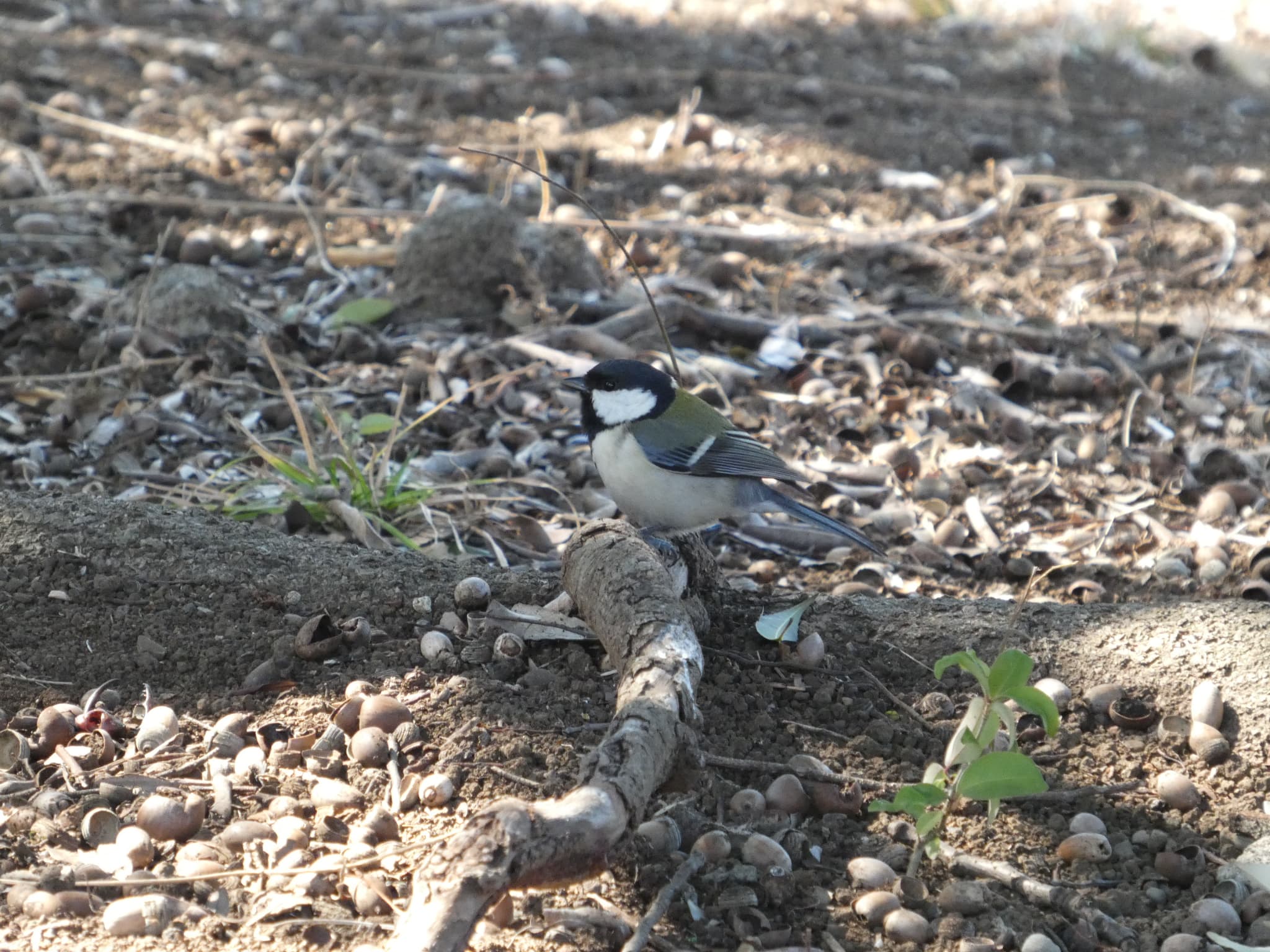 Parus cinereus01